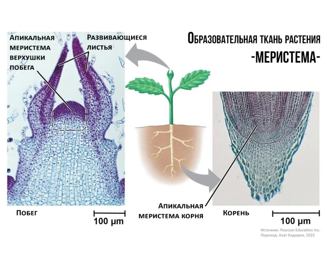 Меристематические ткани растений