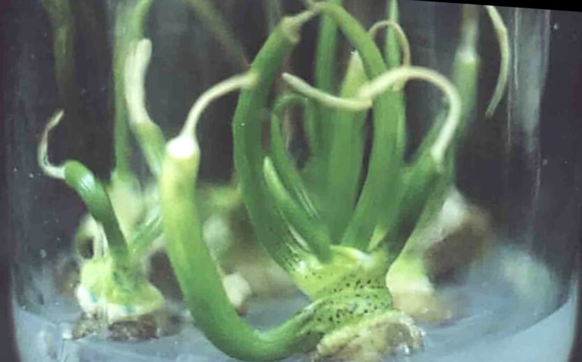 Преимущества и недостатки меристемных саженцев для дачного участка