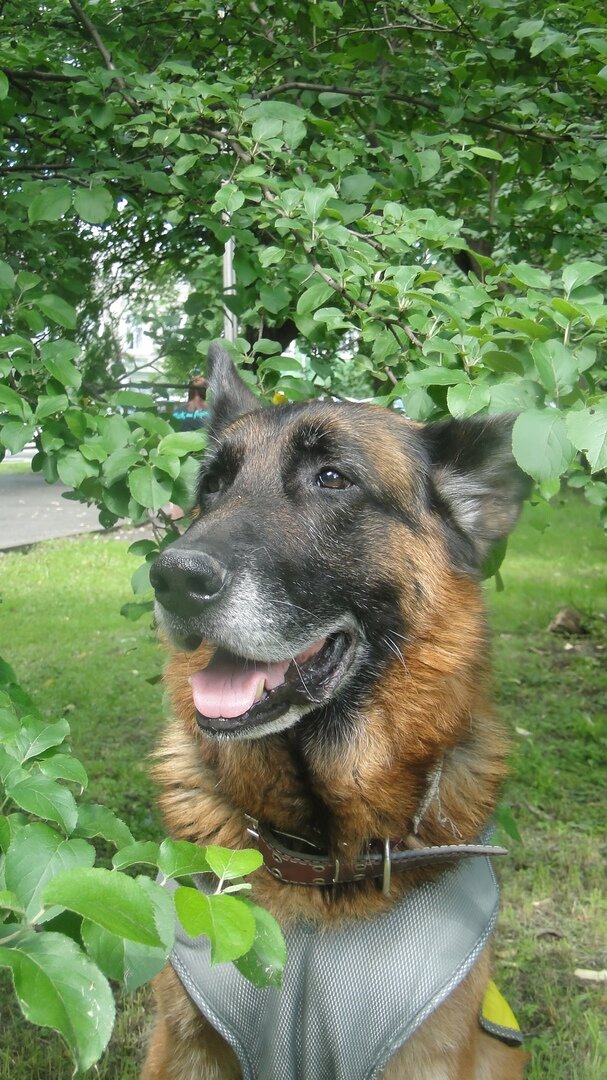 Эрих, лето 2022. Фото автора. 