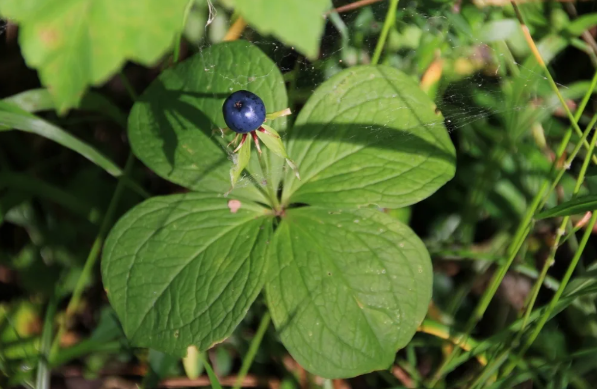 Eye berry. Цветок Вороний глаз ядовитое растение. Вороний глаз четырёхлистный. Вороний глаз четырёхлистный растение. Вороний глаз ягода ядовитая.