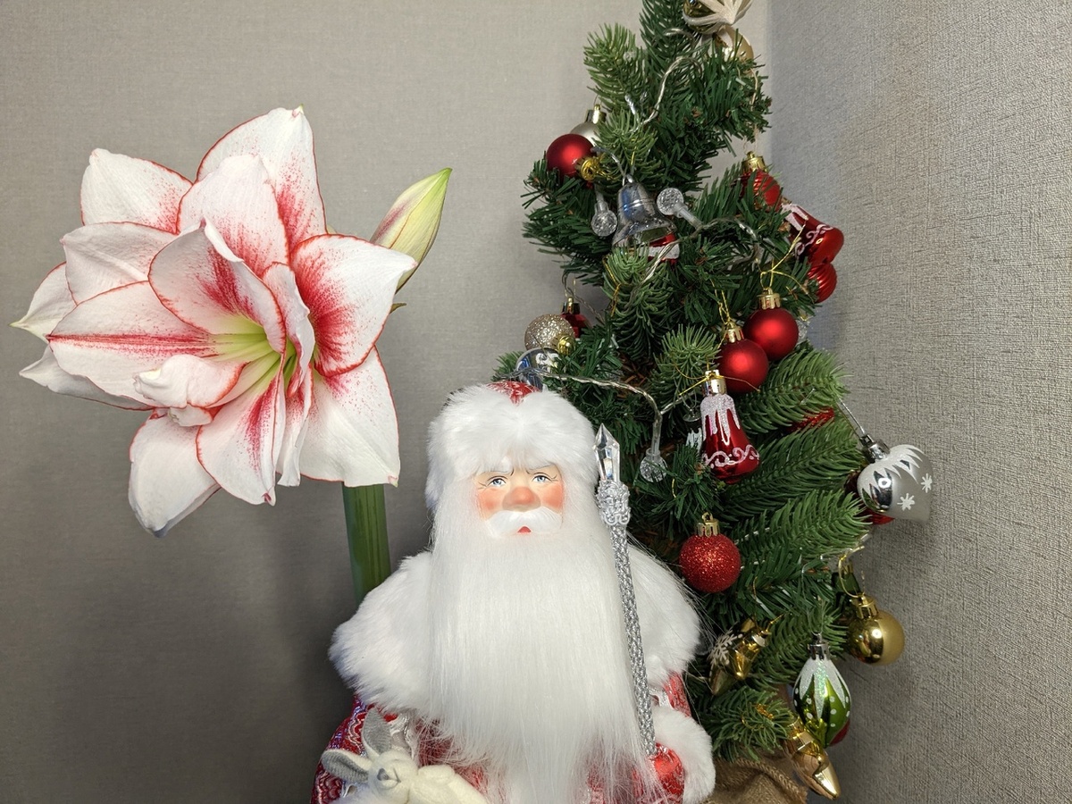 Гиппеаструм Elvas дисциплинированно изображает Деда Мороза в нужное время