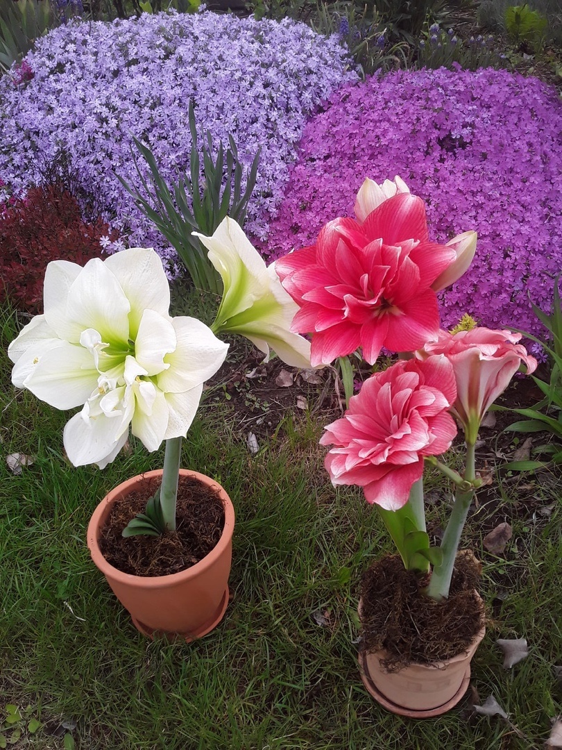 Гиппеаструмы Marilyn и Double Dream