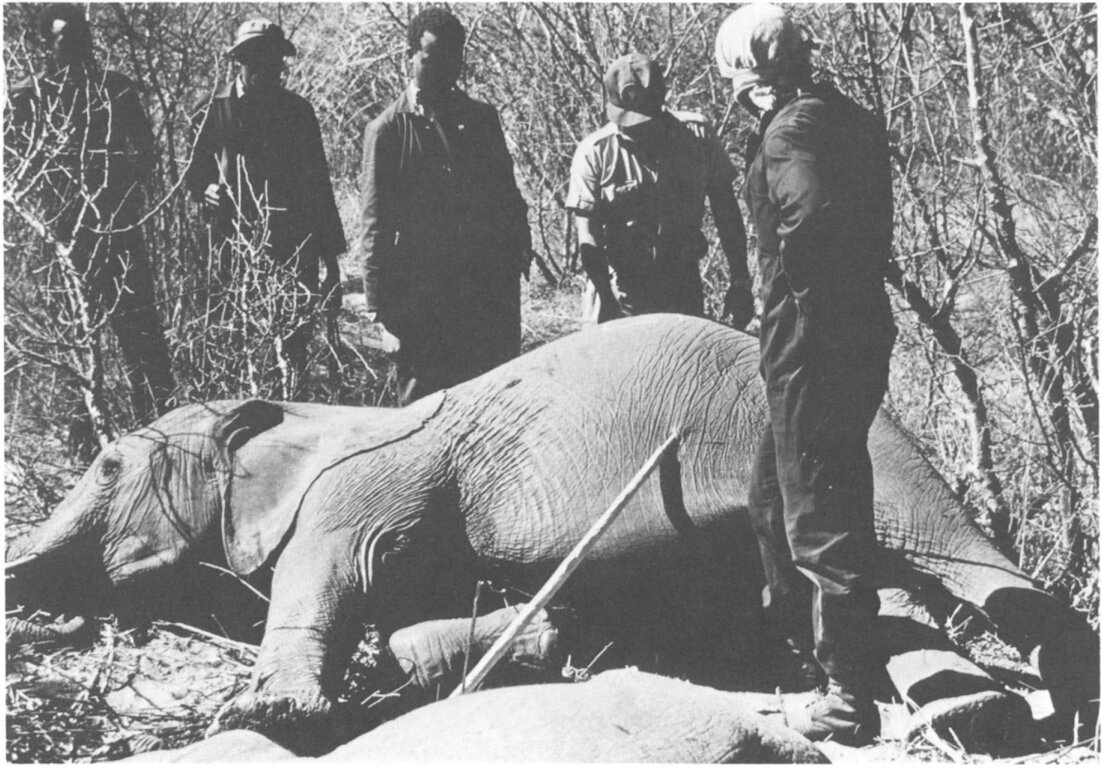 Юный слон, поражённый копьём.