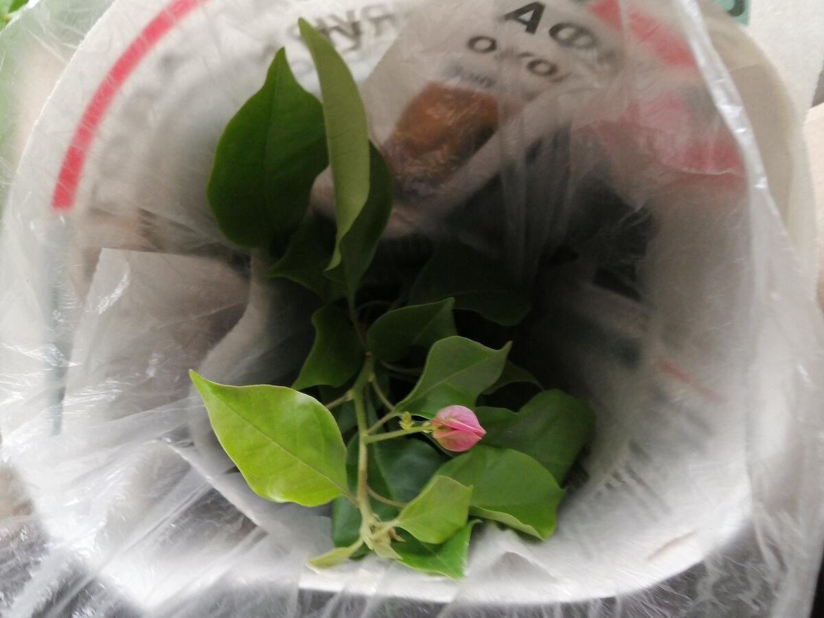 Молоденькая бугенвиллея. Проще всего продать зацветающее растение. Да и цена на него выше, чем у саженца до или после цветения