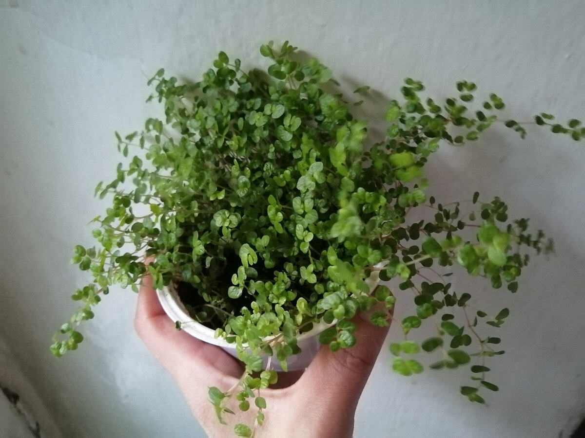 Солейролия. Как-то у меня их купили сразу 3 штуки