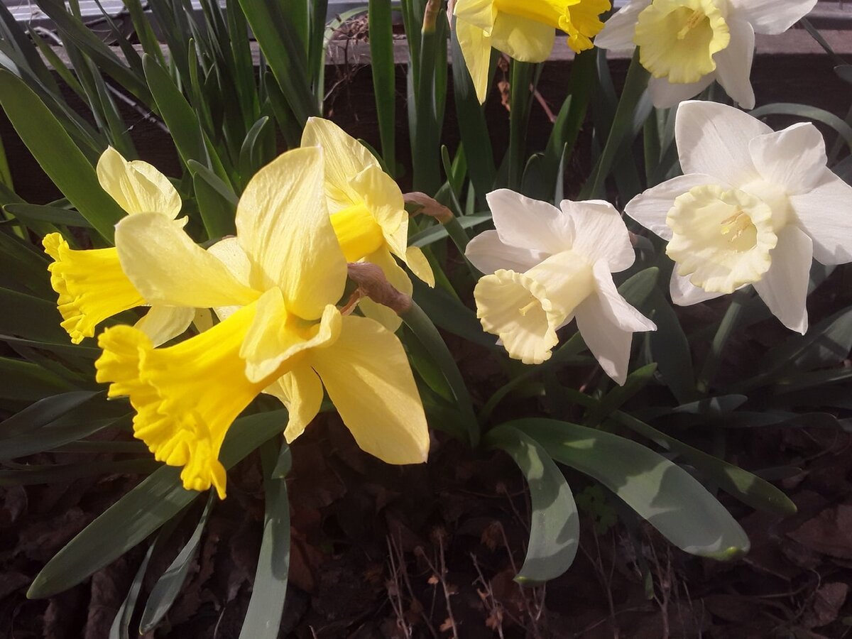 Нарциссы-"пожарники" с красноярской дачи в моем саду