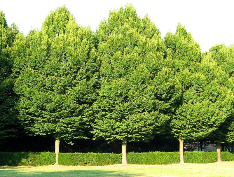 Carpinus betulus. Граб обыкновенный кьюрсифолия. Красное дерево граб.