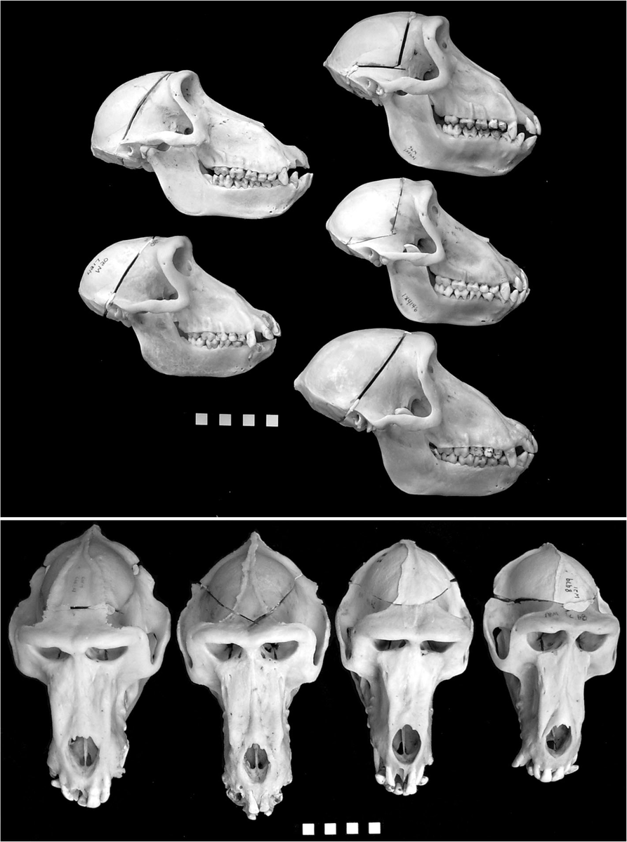 Черепа павианов — чистых видов и гибридов. Вверху — самки: слева — родительские виды (сверху павиан анубис, внизу бабуин), справа три черепа гибридов первого поколения. Внизу — самцы, слева направо: два черепа гибридов, бабуин, павиан анубис.
