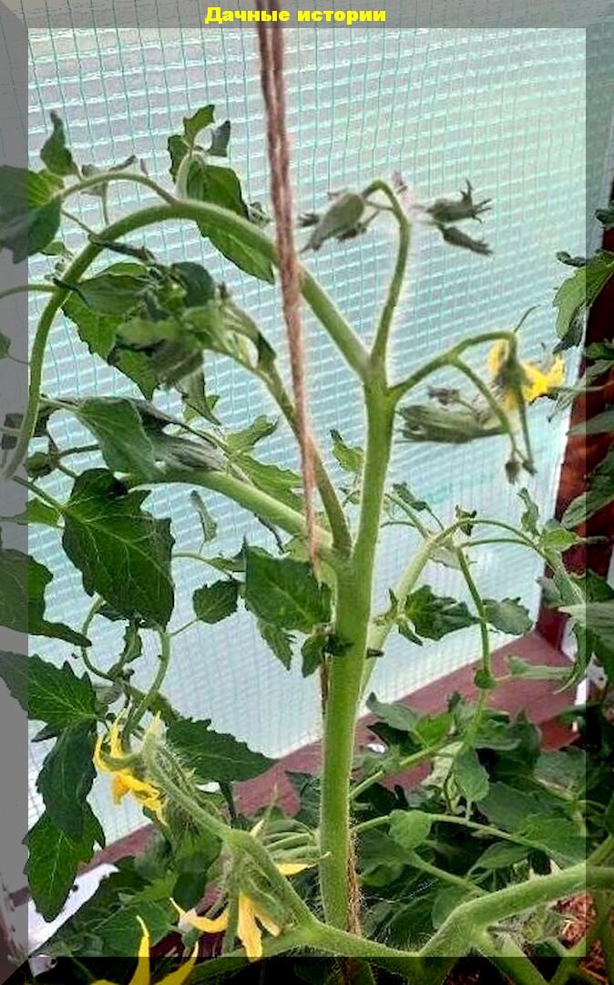 https://vk.com/photo-159774511_457262398. Вершкование томата
