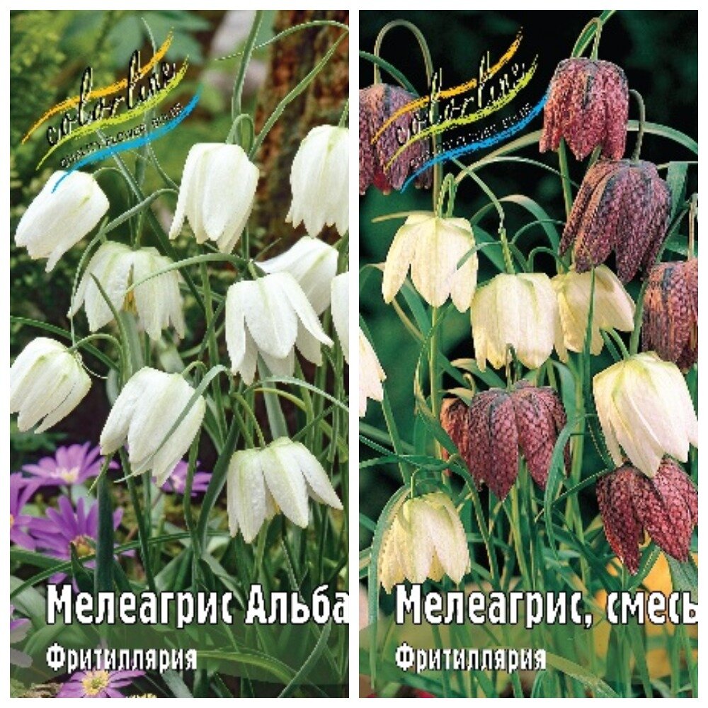 Коллаж мой, из рекламных фото Colorline