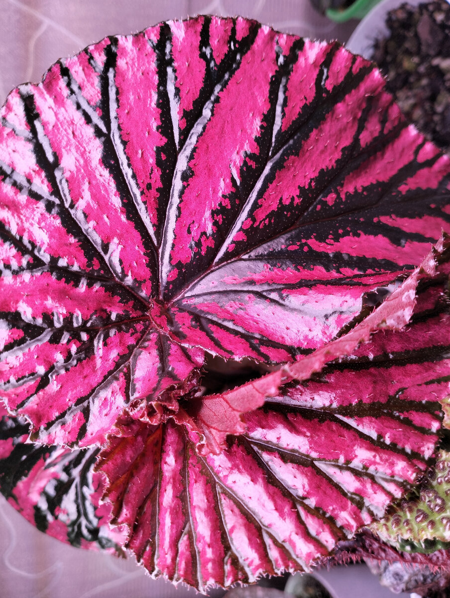 Цветочек для Вас, девочки 🍀