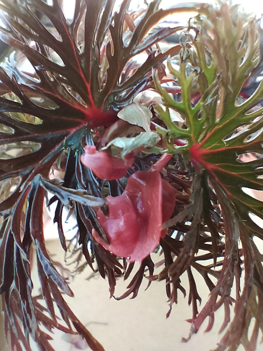 Бeгония Вipinnаtifida. Приобрела её в мае черенком в 3-4 см. К сентябрю нарастила зеленую массу и зацвела