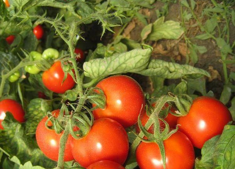 Самые популярные сорта низкорослых помидоров
