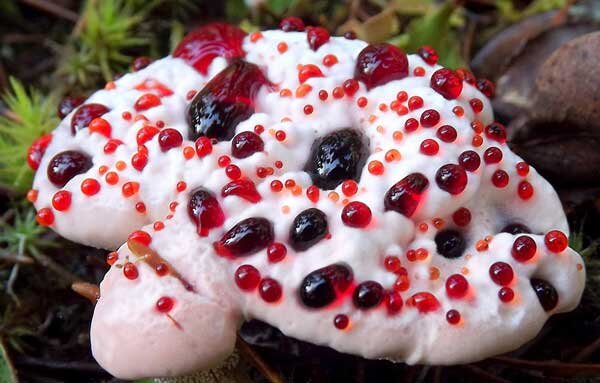 Photo by https://sdelai-lestnicu.ru/