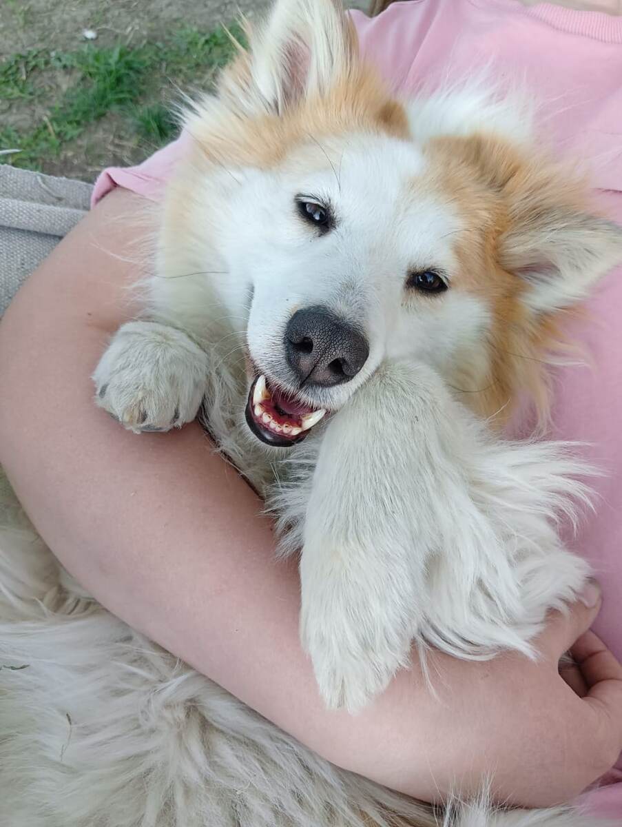 А у Свиши такой проблемы никогда не было, я бы с удовольствием ее приучила побыстрее есть😅😅😅