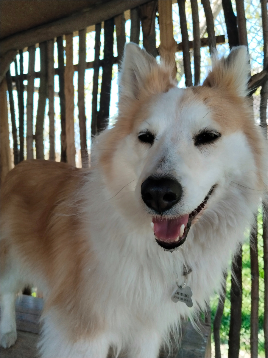 Спокойная, милая, беспоблемная 😌