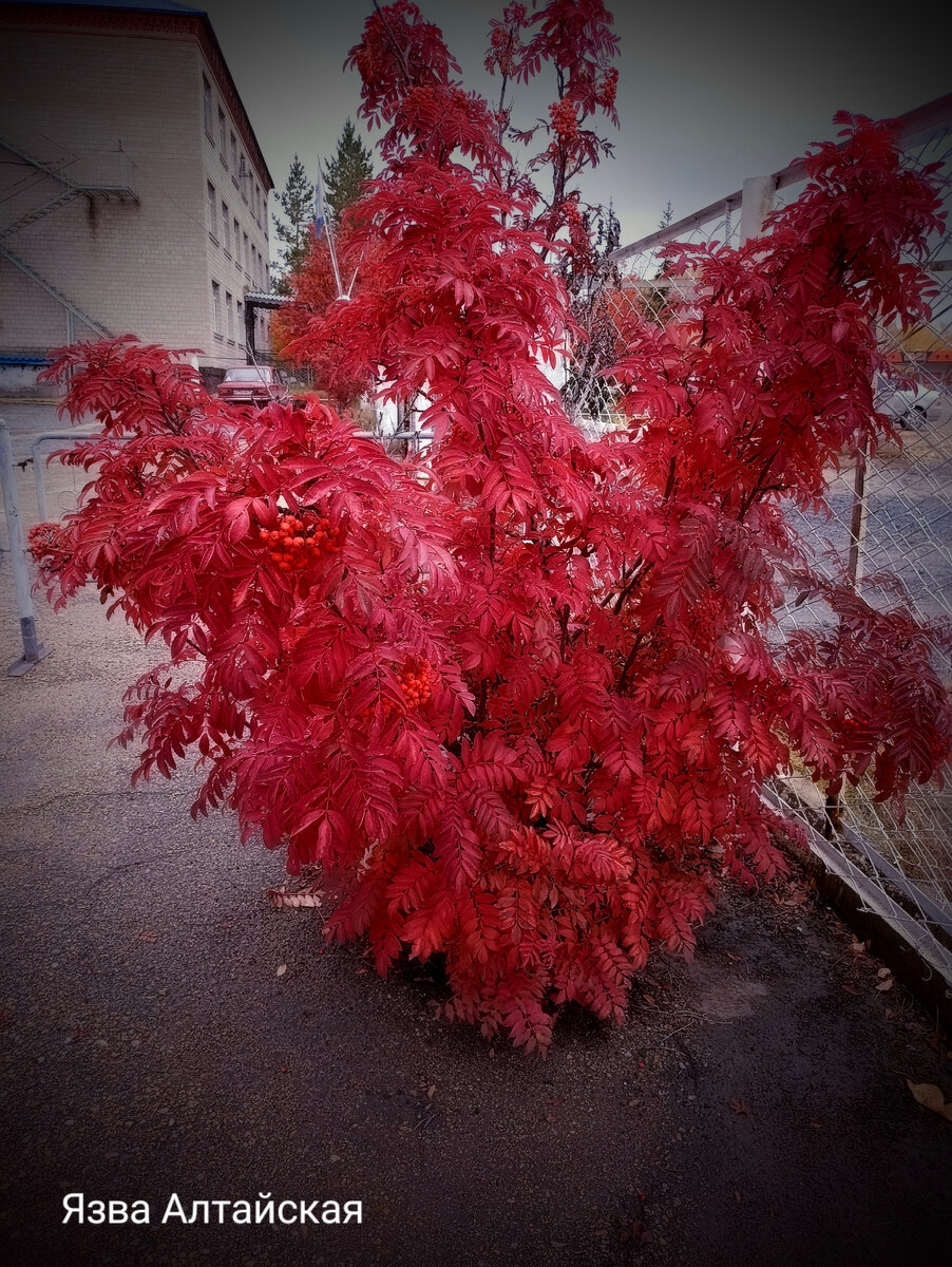 Рябина. Такая необычная, красивая, просто завораживает
