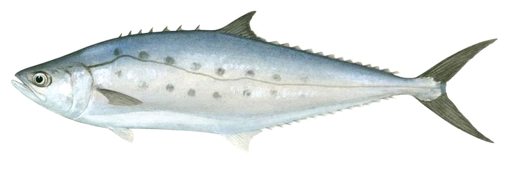 (Scomberoides lysan)