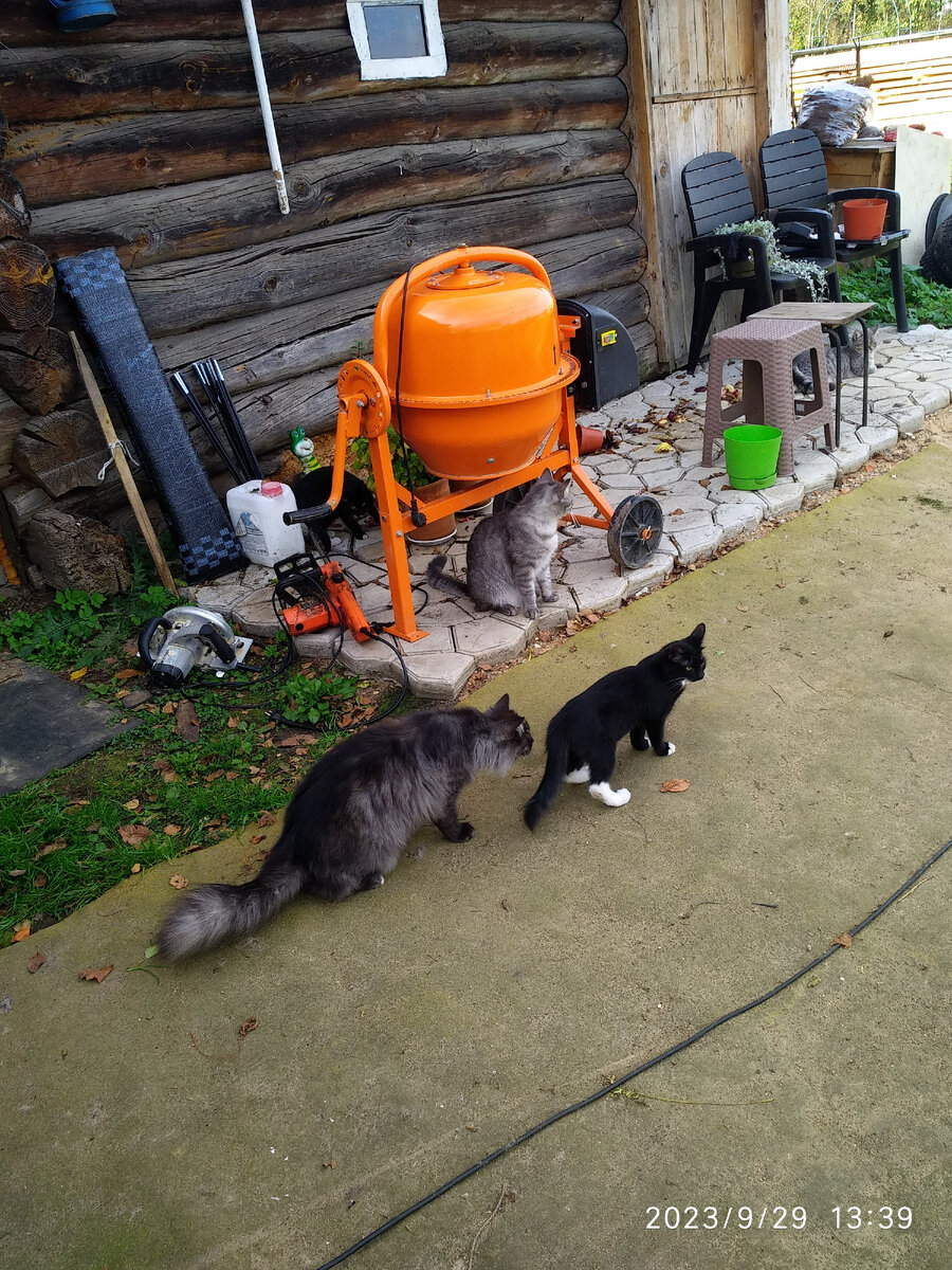 наши котики