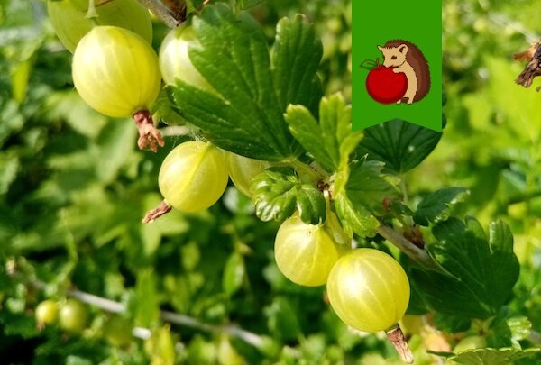 Крыжовнику в октябре – обязательно! 4 процедуры, чтобы в следующем году ягоды выросли с монету, были сладкими, а урожай шикарным