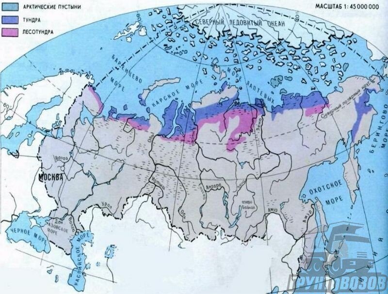 Географическое расположение арктических пустынь Почвы тундры (тундровые почвы): география, условия образования и особенности Гру