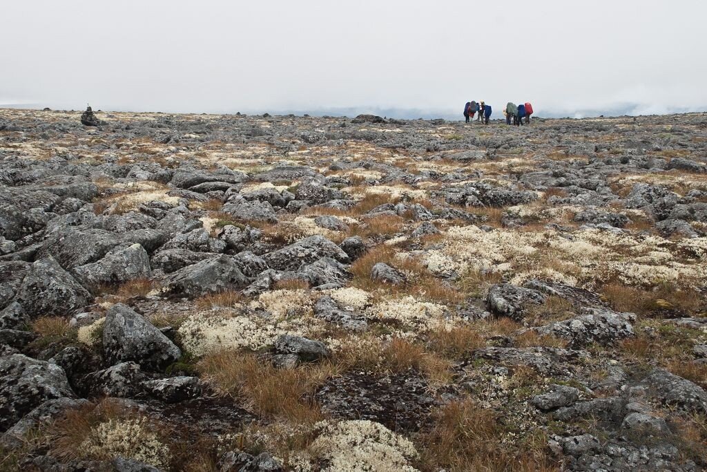 тундра природная зона. тундрово-глеевые почвы россии. тундровые глеевые оподзоленные. зона тундры почвы. зона лесотундры в россии почва.