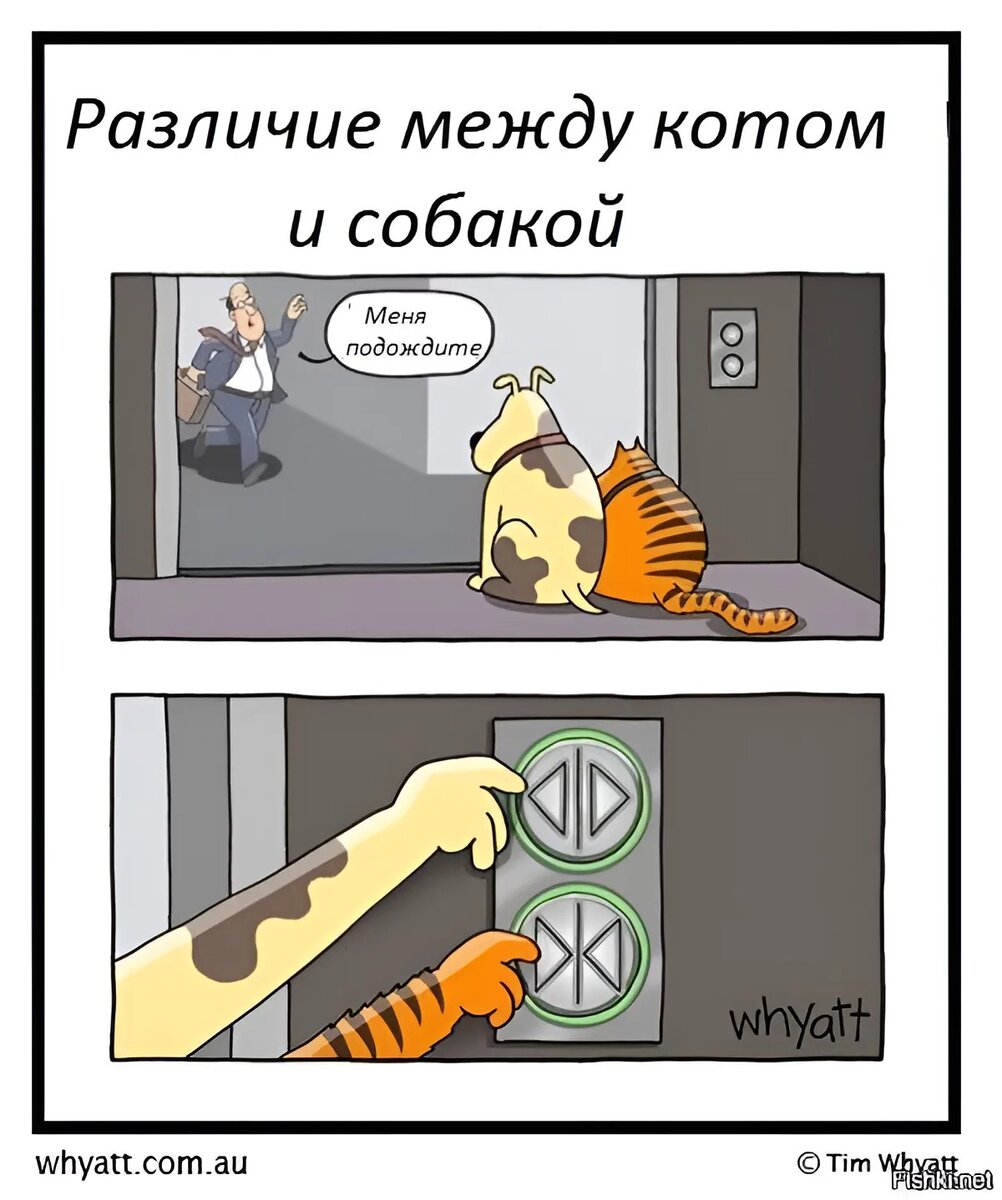 Владельцы котов и собак мем Неизбитые шутки и много сарказма в комиксах про котов от разных художников Мир к