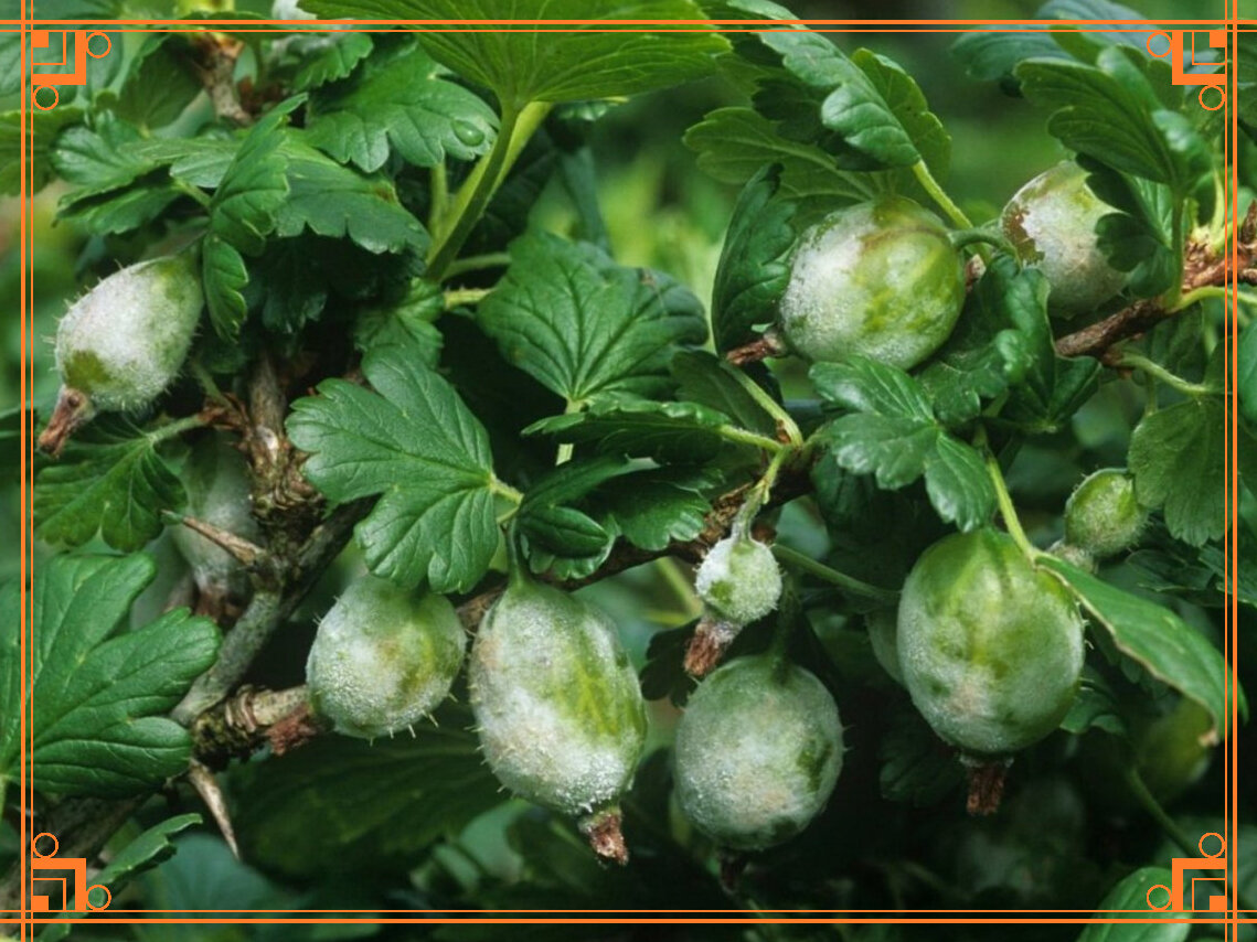 Фото из Интернета. Мучнистая роса на крыжовнике