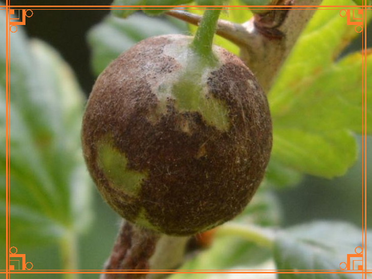 Фото из Интернета. Американская мучнистая роса