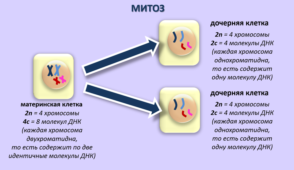 Задания части 2 ЕГЭ по теме «Мейоз, отличия от митоза»