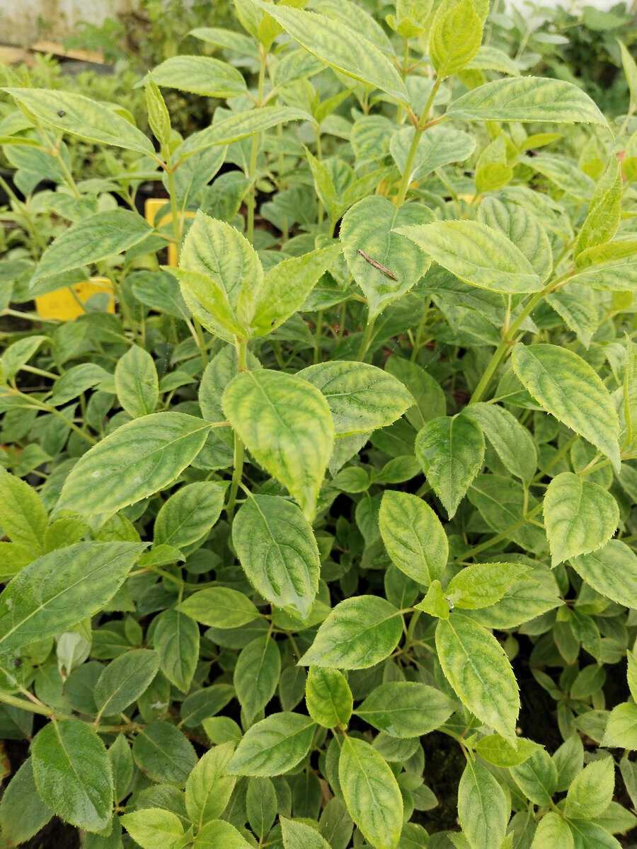 Саженцы метельчатой гортензии ждут своей очереди на перевалку. 