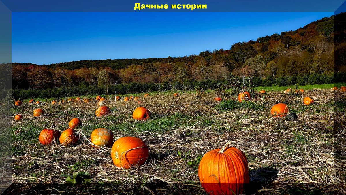 https://vk.com/photo-159774511_457262099