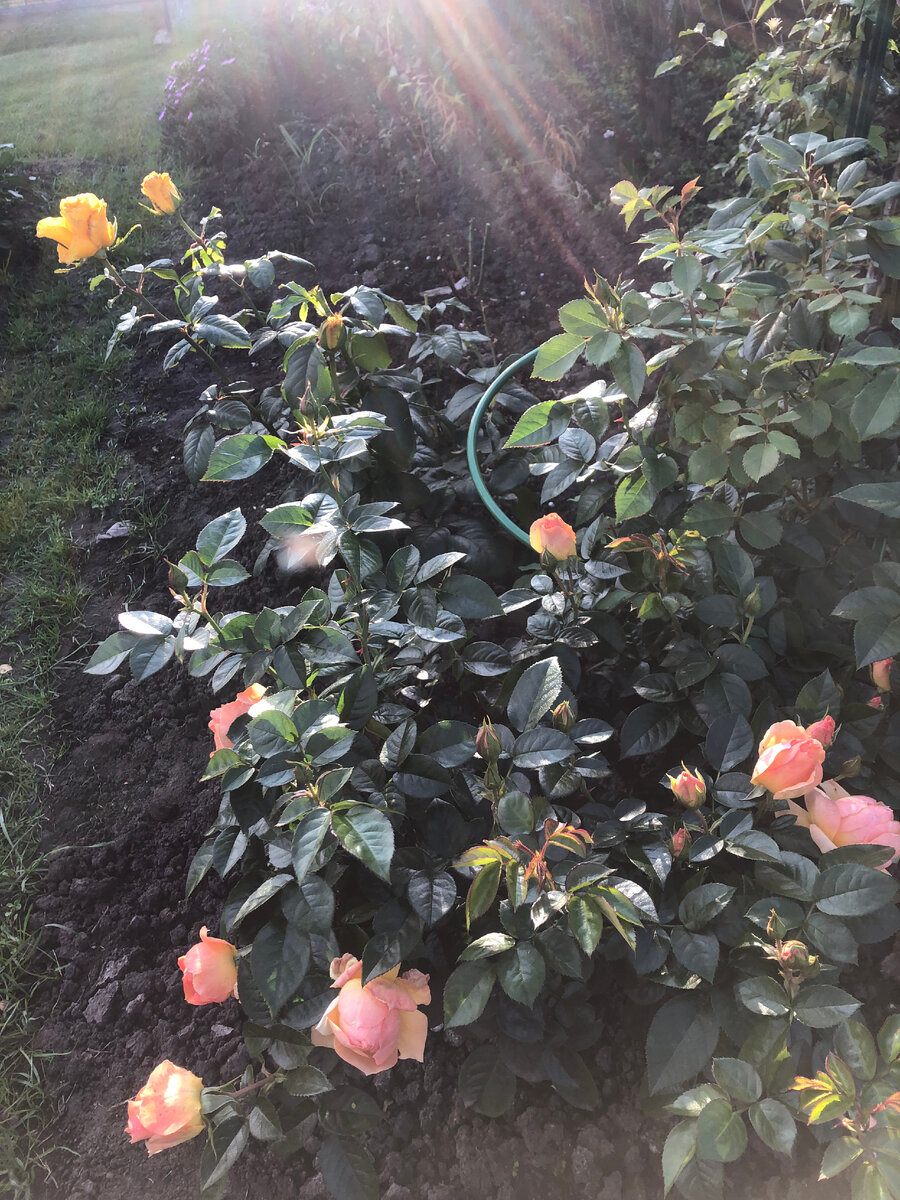 розы Керио и Ханзештадт Росток, фото автора