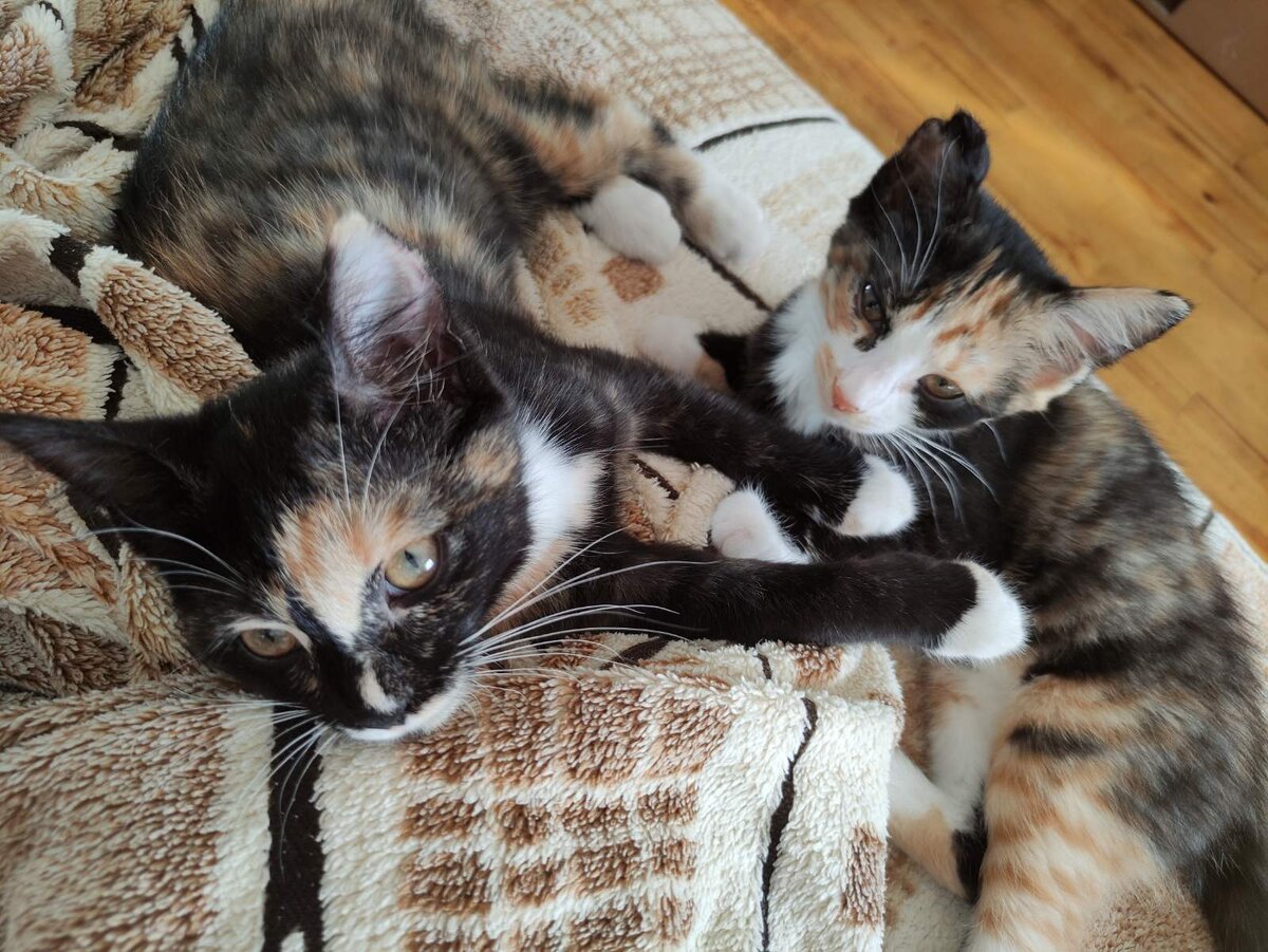 Здесь все мое. Диван мой, коврик мой, люди тоже мои...