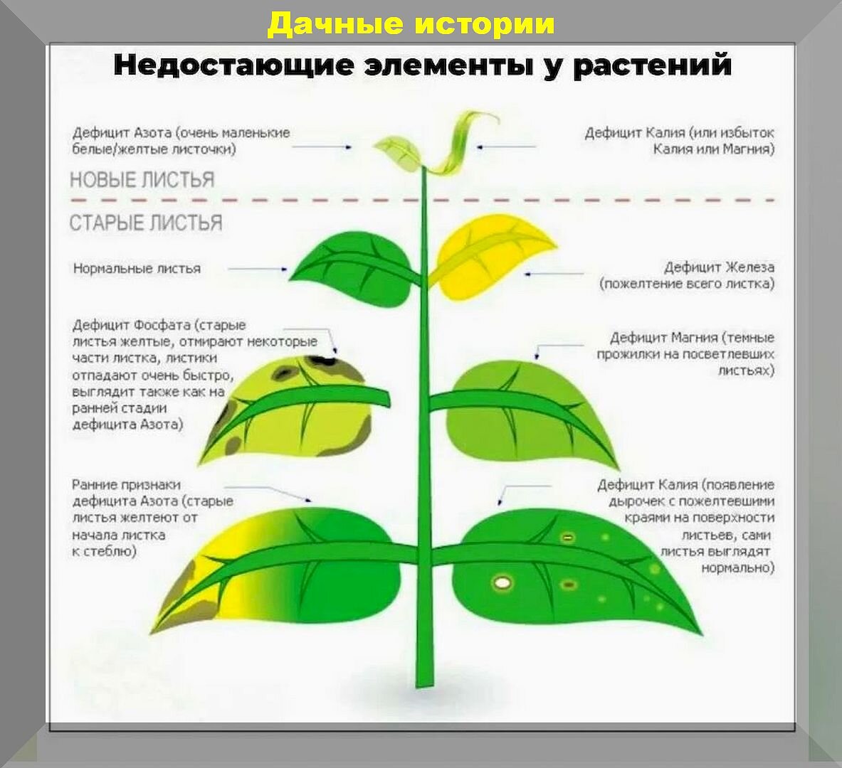 50 вопросов от начинающих дачников: садово-огородный ликбез для  дачников-новичков | Дачные истории | Дзен