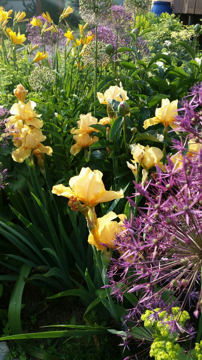 Ирисы - краски лета