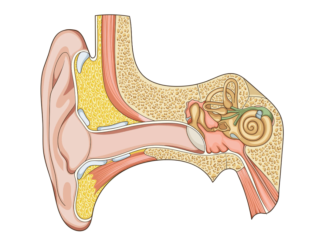 Схема строения наружного среднего и внутреннего уха. Структура уха человека схема. Строение уха человека. Наружное ухо среднее ухо внутреннее ухо строение функции. Орган слуха слуховая труба