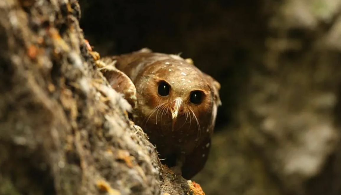 Oilbird. Oilbird птица. Гуахаро. Гуахаро эхолокация.