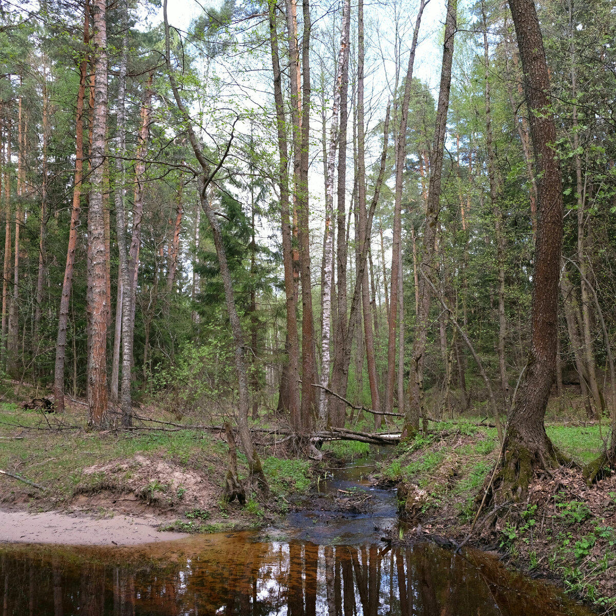 Приток реки Нерская