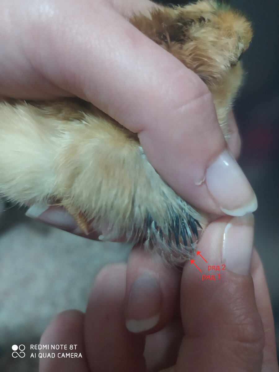 2 ряда перьев у будущей курочки