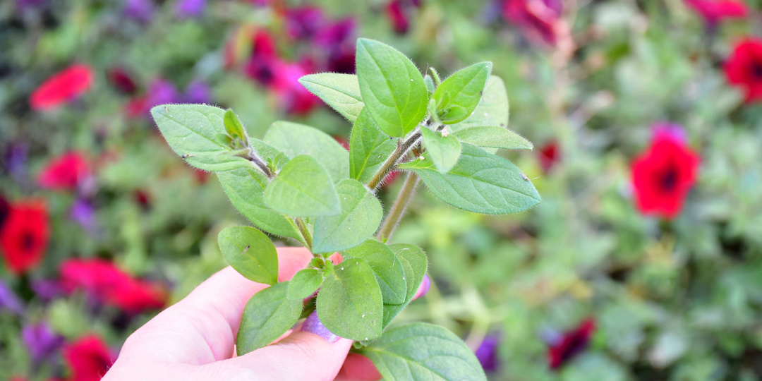 Как сохранить петунию до следующего года: 2 способа (успейте до наступления первых заморозков)