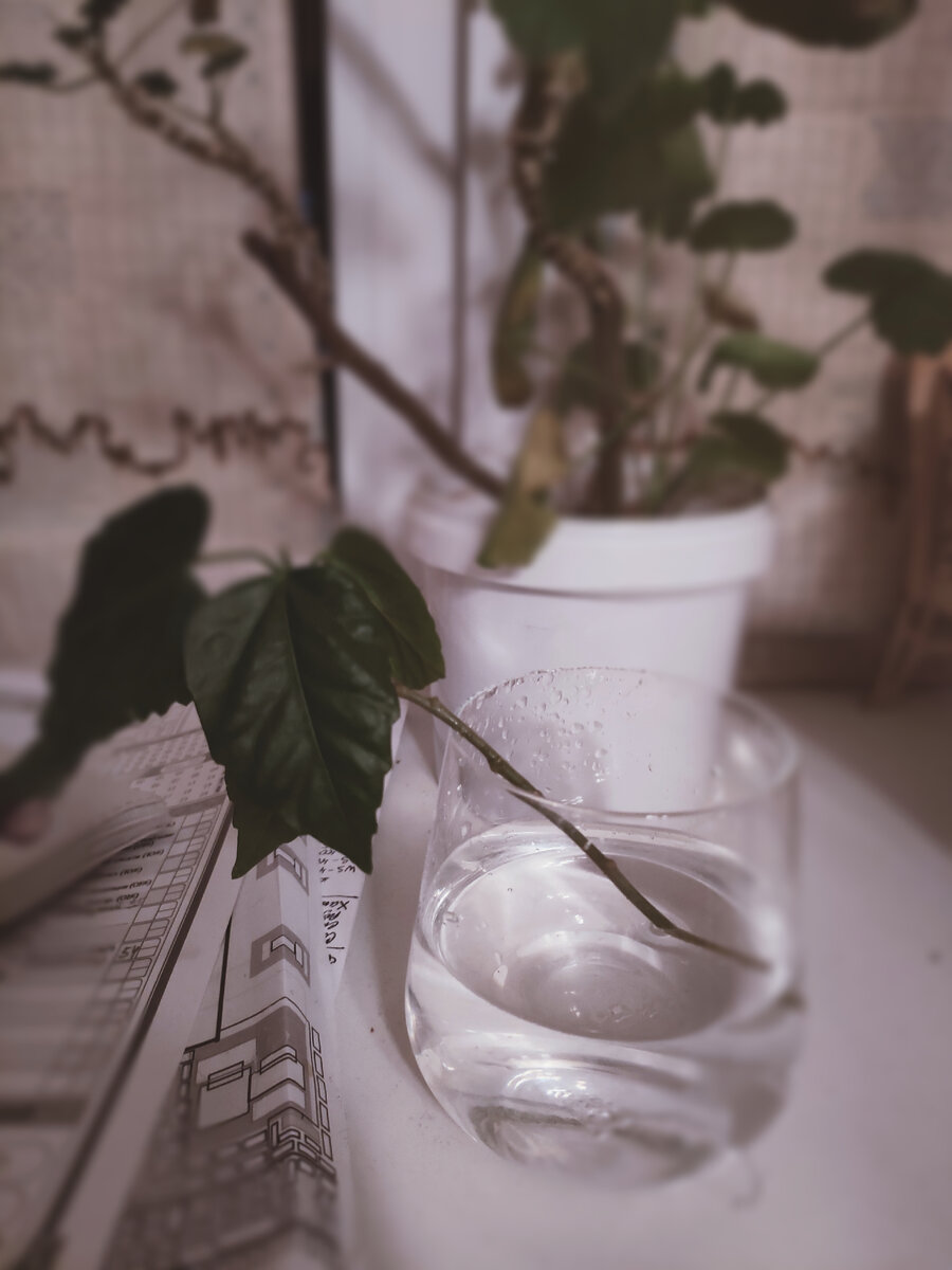 Фото автора. Бессмысленный и беспощадный росток, из которого вырастет дерево. О моих талантах садовода ходят легенды.