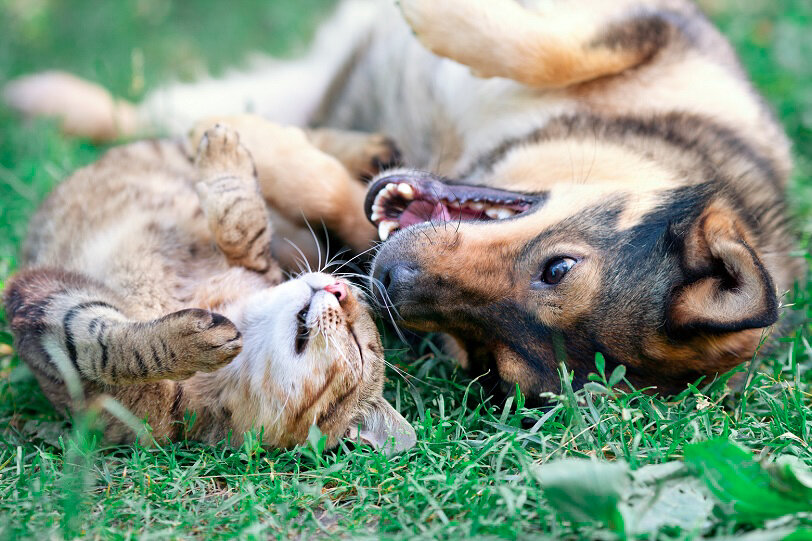Кошка и собака могут быть верными друзьями, союзниками, но их дружба не зародится сама собой.-2