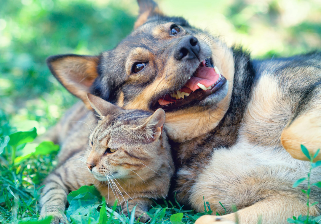 Кошка и собака могут быть верными друзьями, союзниками, но их дружба не зародится сама собой.