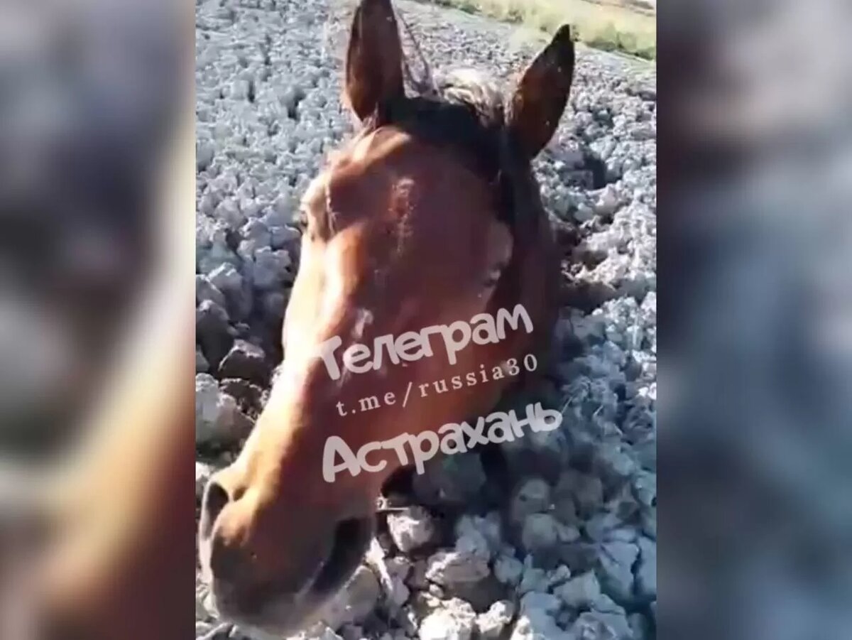 Под Астраханью лошади увязли в грязи по грудь | PUNKT-A.INFO | Дзен