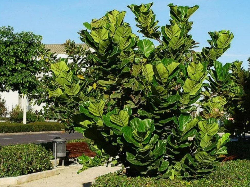 Фикус лировидный (Ficus lyrata)