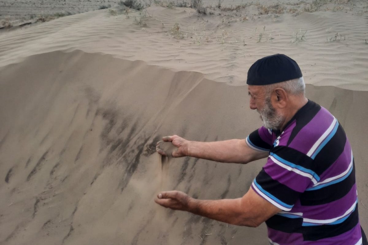    Солнце, овцы, саранча.