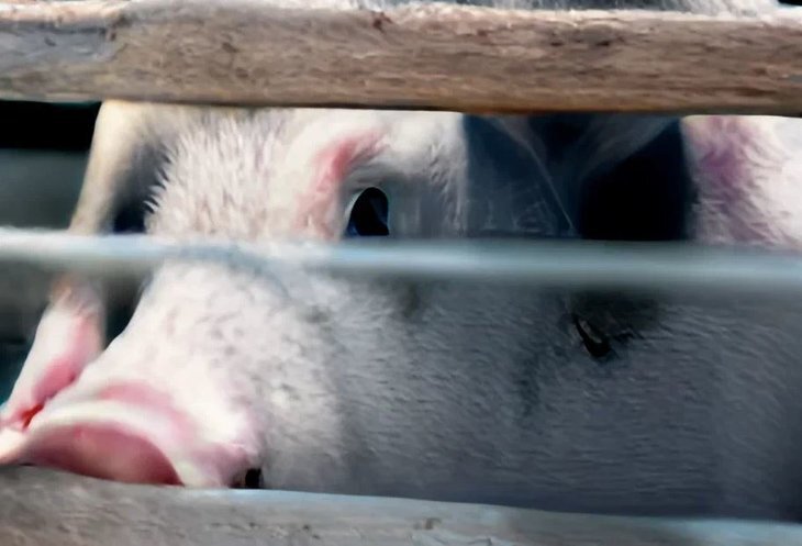    Животноводство Кубани снова получило незастрахованные убытки от АЧС