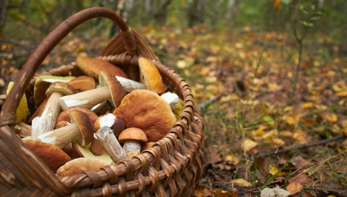 Хороша грибами время года. Грибники дары леса.
