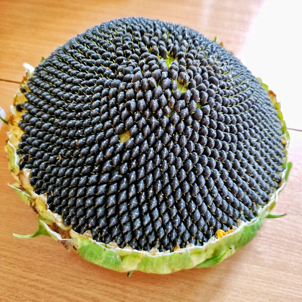 Вот такую вкуснятину привезла из поездки, о которой будет ниже